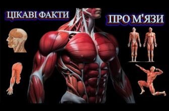 Цікаві факти про м’язи: від анатомії до сили та витривалості
