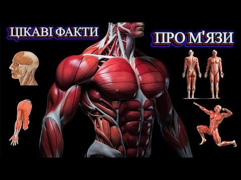 Цікаві факти про м’язи: від анатомії до сили та витривалості