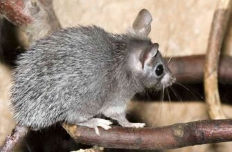 Цікаві факти про мишей: таємниці, які ви не знали про гризунів