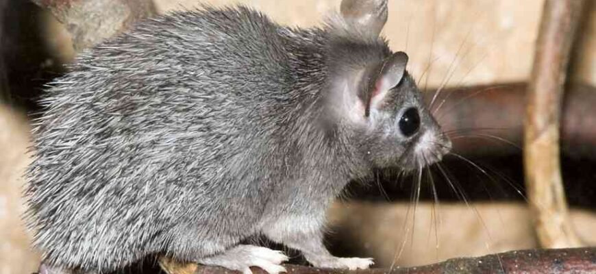 Цікаві факти про мишей: таємниці, які ви не знали про гризунів