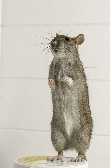 10 фактів про гризунів, які необхідно знати - PROPECS | ПРОПЕКС