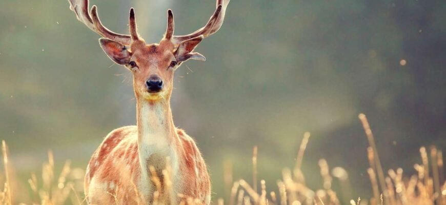Цікаві факти про оленів: дивовижні особливості цих лісових тварин Цікаві факти про оленів: дивовижні особливості цих лісових тварин