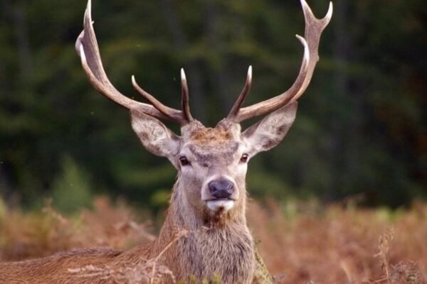 Цікаві факти про оленів: несподівані відкриття та життєві особливості