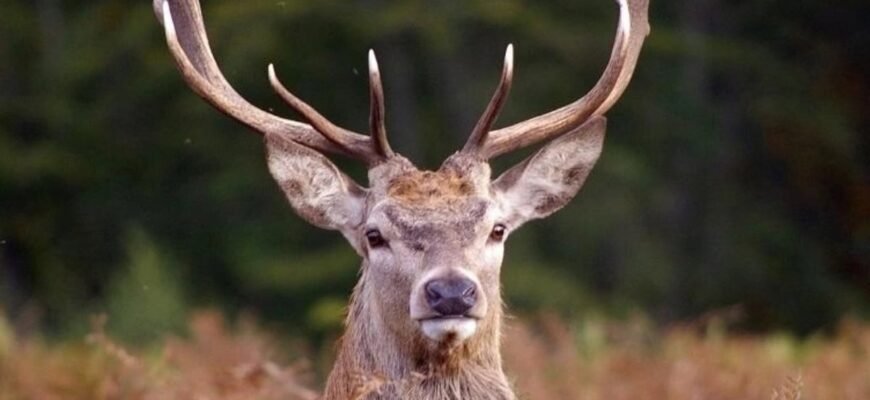 Цікаві факти про оленів: несподівані відкриття та життєві особливості Цікаві факти про оленів: несподівані відкриття та життєві особливості