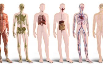 Цікаві факти про організм людини: що ви не знали про себе?