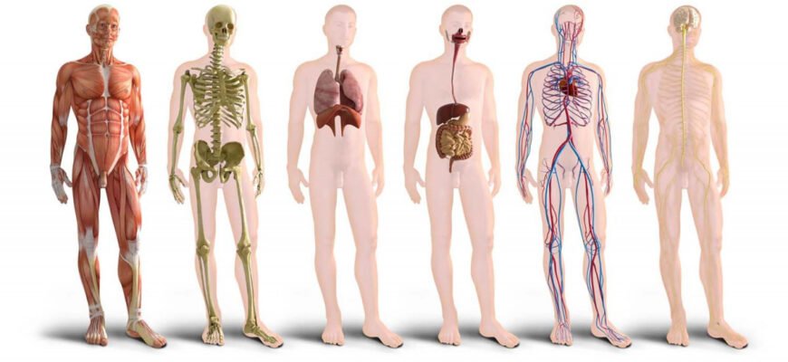 Цікаві факти про організм людини: що ви не знали про себе? Цікаві факти про організм людини: що ви не знали про себе?