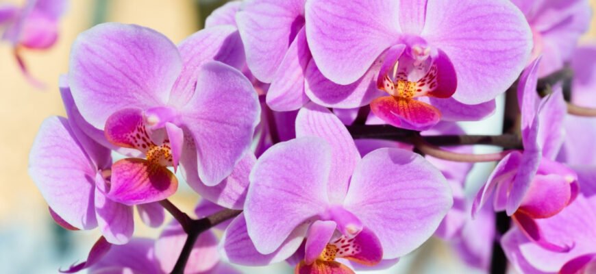 Цікаві факти про орхідеї: таємниці та особливості популярної рослини Цікаві факти про орхідеї: таємниці та особливості популярної рослини