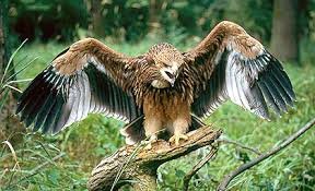 Цікаві факти про ОРЛІВ - ТОП 15 - Dovidka.biz.ua