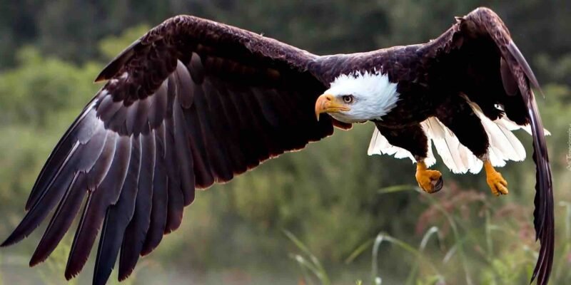 Цікаві факти про орлів: захоплюючий світ величних хижаків