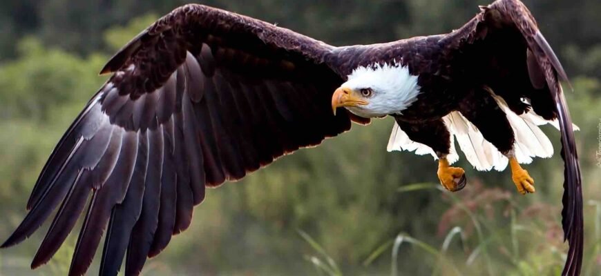 Цікаві факти про орлів: захоплюючий світ величних хижаків Цікаві факти про орлів: захоплюючий світ величних хижаків
