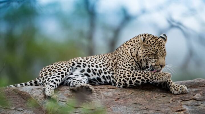 Цікаві факти про пантер: Розкриваємо таємниці загадкових хижаків