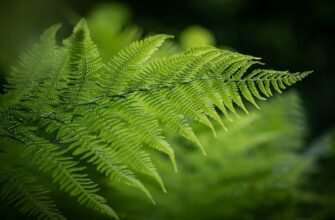 Цікаві факти про папороть: від давнини до сучасності