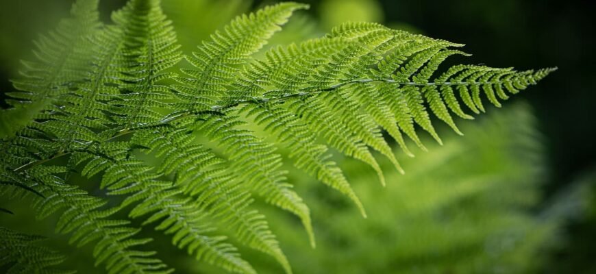 Цікаві факти про папороть: від давнини до сучасності