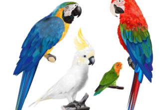 Цікаві факти про папуг: дивовижні особливості та поведінка птахів