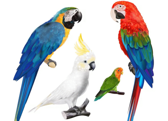 Цікаві факти про папуг: дивовижні особливості та поведінка птахів