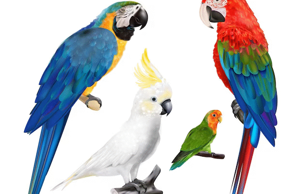 Цікаві факти про папуг: дивовижні особливості та поведінка птахів Цікаві факти про папуг: дивовижні особливості та поведінка птахів