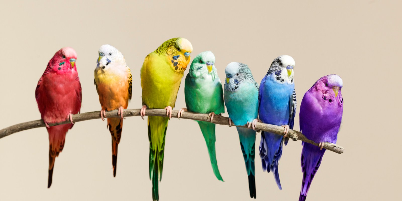 Цікаві факти про папуг, які ви не чули | Цікаво і корисно знати