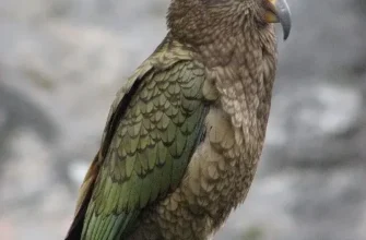 Цікаві факти про папуг: дивовижні здібності та особливості цих птахів