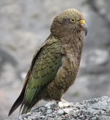 Цікаві факти про папуг: дивовижні здібності та особливості цих птахів