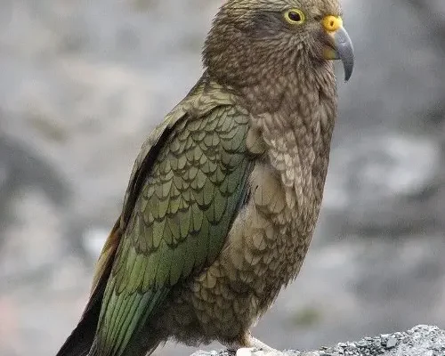 Цікаві факти про папуг: дивовижні здібності та особливості цих птахів