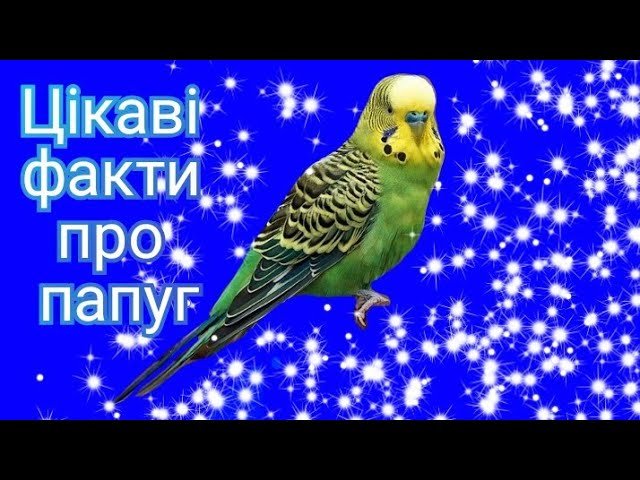 Топ-8 цікавих фактів про папуг | Цікаві факти |