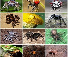 Цікаві факти про павуків: дивовижні істоти у світі природи