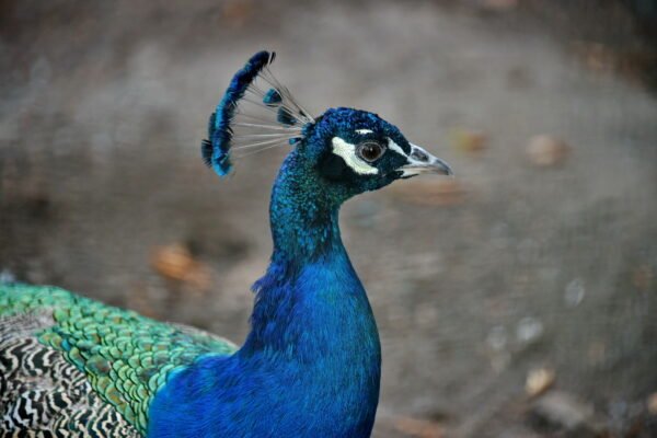Цікаві факти про павича: все, що ви не знали про цих дивовижних птахів