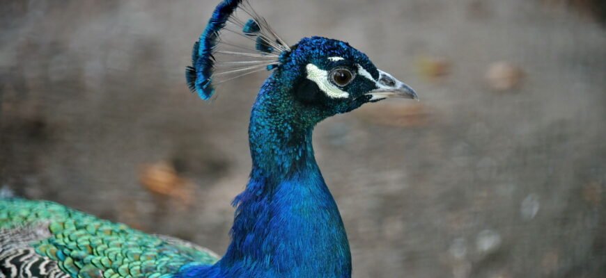 Цікаві факти про павича: все, що ви не знали про цих дивовижних птахів