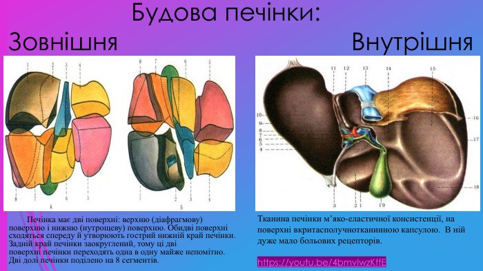Цікаві факти про печінку: незвичайні властивості та функції органу Цікаві факти про печінку: незвичайні властивості та функції органу