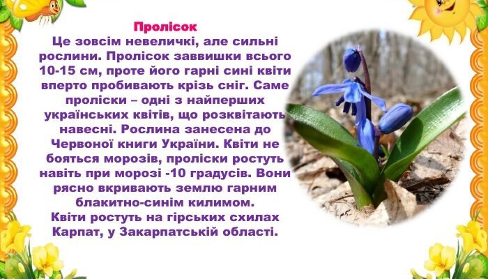 Цікаві факти про первоцвіти: все, що варто знати про весняні квіти Цікаві факти про первоцвіти: все, що варто знати про весняні квіти