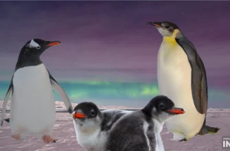Цікаві факти про пінгвінів: таємниці життя імператорів Антарктики