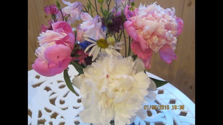 Цікаві факти про півонію тонколисту: рідкісну квітку України