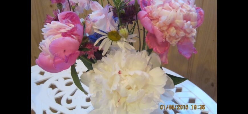 Цікаві факти про півонію тонколисту: рідкісну квітку України Цікаві факти про півонію тонколисту: рідкісну квітку України