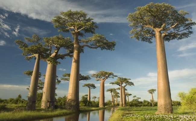 Цікаві факти про пляшкове дерево: незвичайний світ природи Африки Цікаві факти про пляшкове дерево: незвичайний світ природи Африки