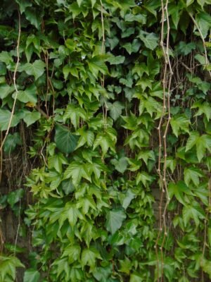 Цікаві факти про плющ: незвичайний зелений друг вашого саду