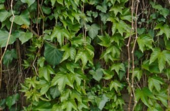 Цікаві факти про плющ: незвичайний зелений друг вашого саду