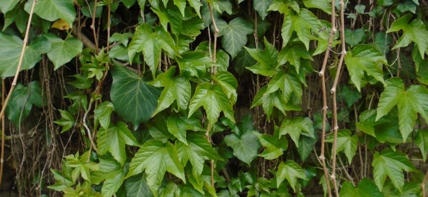 Цікаві факти про плющ: незвичайний зелений друг вашого саду