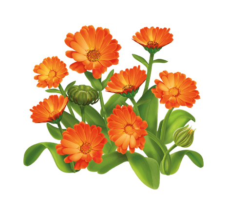 Ось що робить подорожник з твоїм організмом — Простий листок, а ...