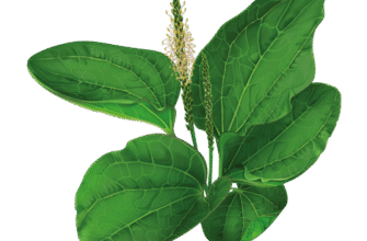 Цікаві факти про подорожник: лікувальні властивості та застосування