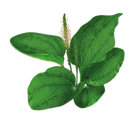 Цікаві факти про подорожник: лікувальні властивості та застосування Цікаві факти про подорожник: лікувальні властивості та застосування