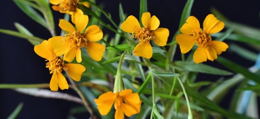 Цікаві факти про полин: вивчаємо історію та користь рослини Цікаві факти про полин: вивчаємо історію та користь рослини