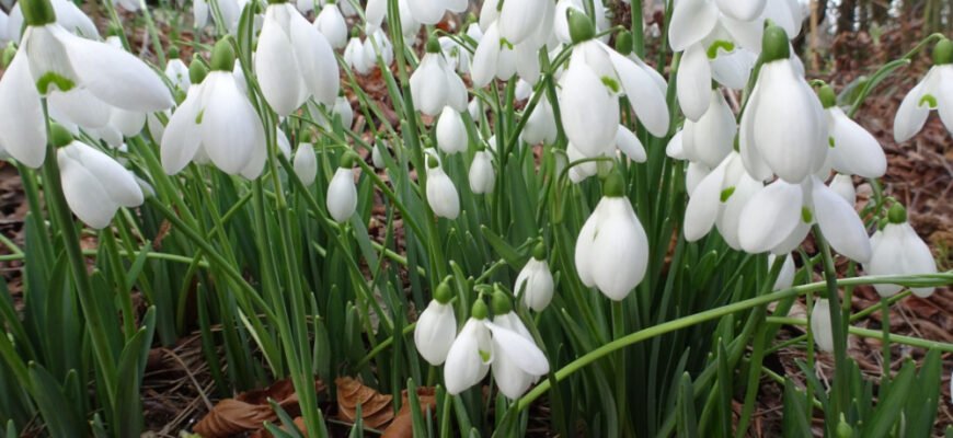 Цікаві факти про пролісок: відкрийте таємниці весняної квітки