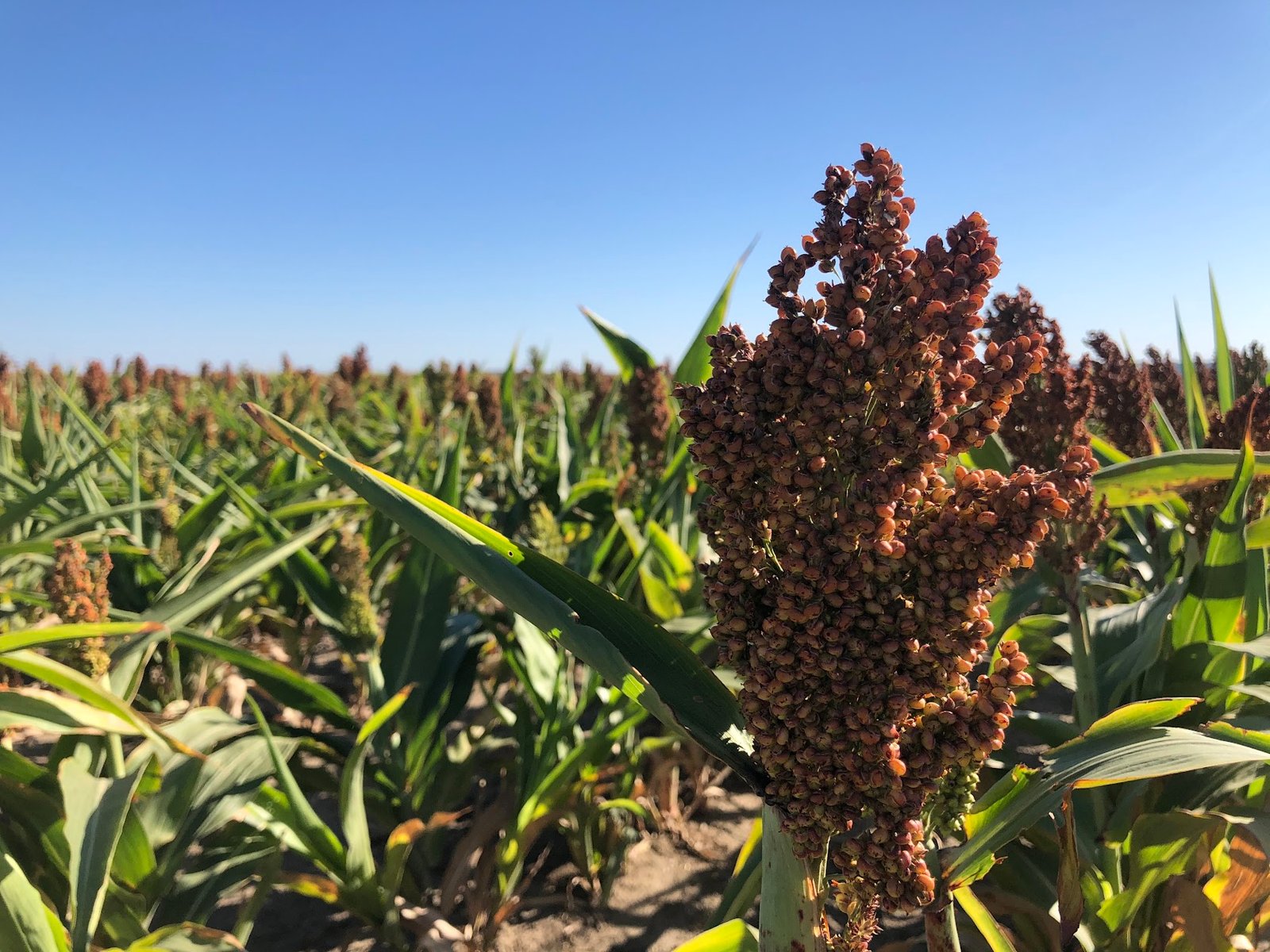 Сорго | Основні характеристики, цікаві факти й технологія вирощування