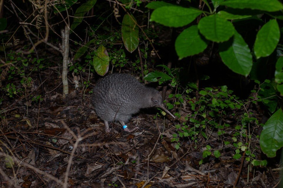КІВІ—найдивніший ПТАХ планети. ТАКОГО ВИ ЩЕ НЕ ЧУЛИ!