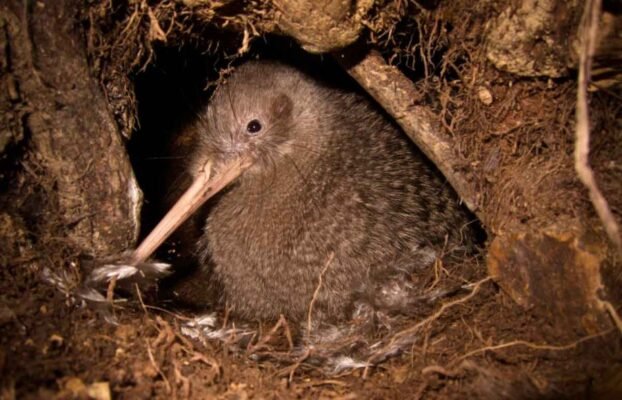 Цікаві факти про пташку ківі: особливості, поведінка і середовище проживання