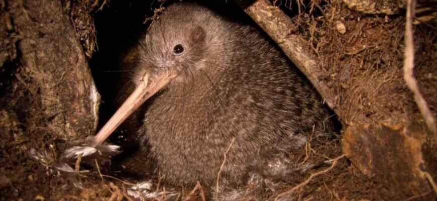 Цікаві факти про пташку ківі: особливості, поведінка і середовище проживання