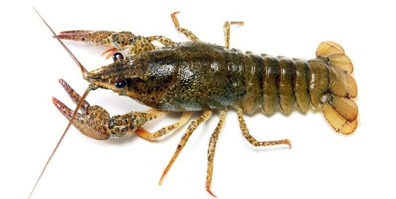 Цікаві факти про раків: що ви не знали про цих незвичайних істот?