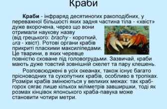 Цікаві факти про ракоподібних: незвичайний світ підводних мешканців