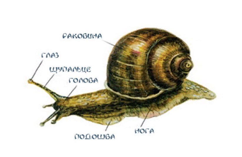 Цікаві факти про равликів