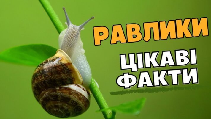 Цікаві факти про равликів: несподівані відкриття та дивовижні особливості